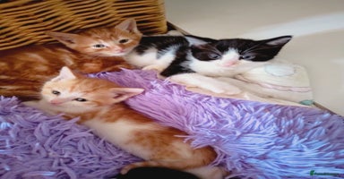 Mixed Breed cats - Advert 11