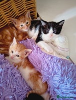 Mixed Breed cats - Advert 5