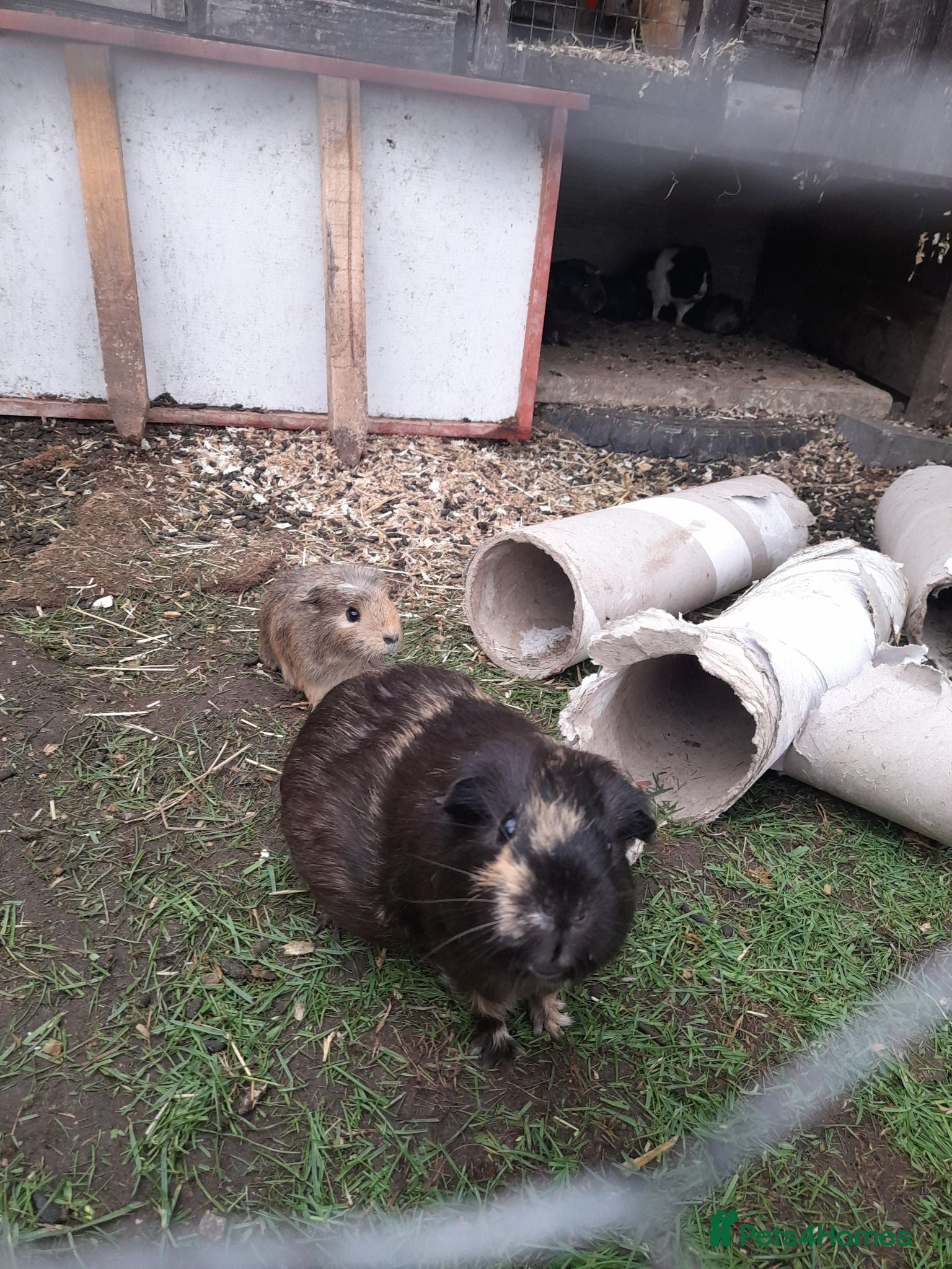 Guinea Pig rodents GUINEA PIGS FOR SALE BRING OWN BOX TO HOLD PIGS - Advert 2