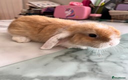 Mini Lop rabbits for sale: Beautiful mini lop rabbits - Image 9