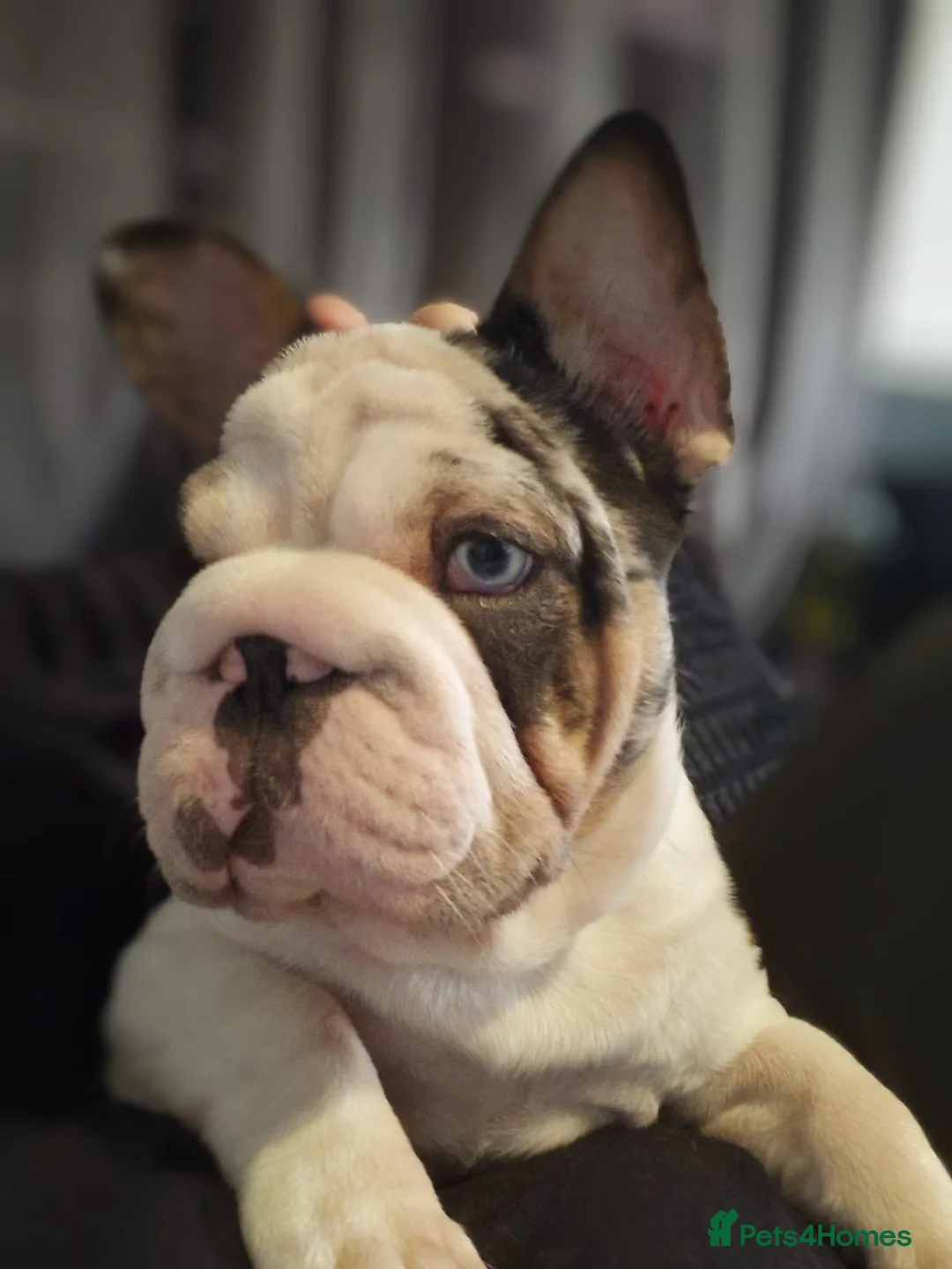 French Bulldog dogs for stud: KC Harliquin Husky Koi Carrying Pink & Testable - Advert 6