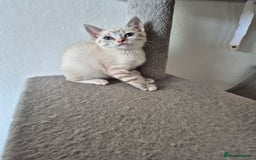 Snowshoe cats for sale:  pedigree Tica reg  snowshoes ready now - Image 25