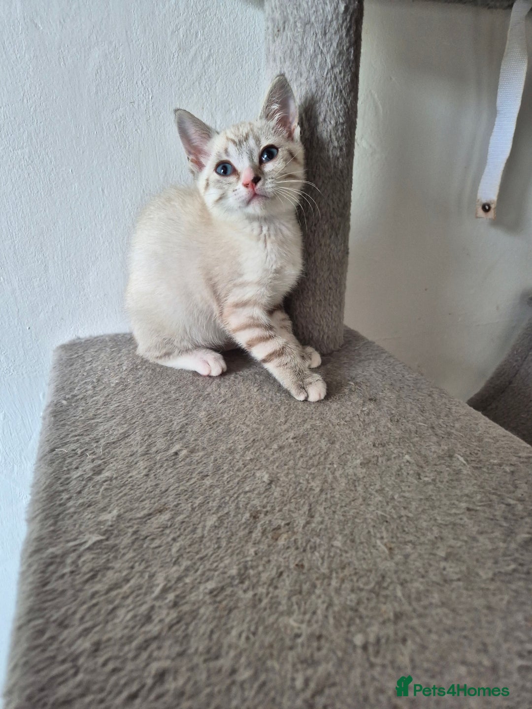 Snowshoe cats for sale:  pedigree Tica reg  snowshoes ready now - Image 25