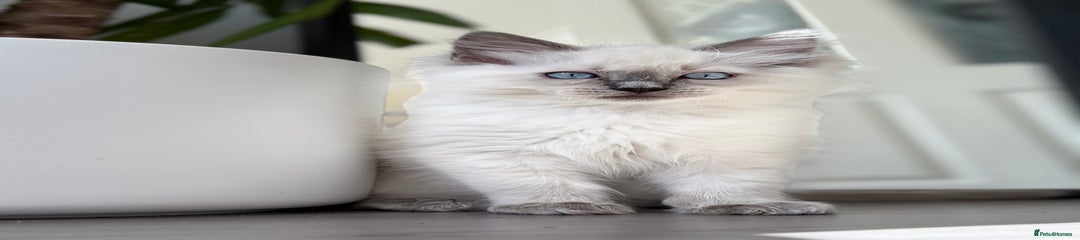 Ragdoll Kitten 1
