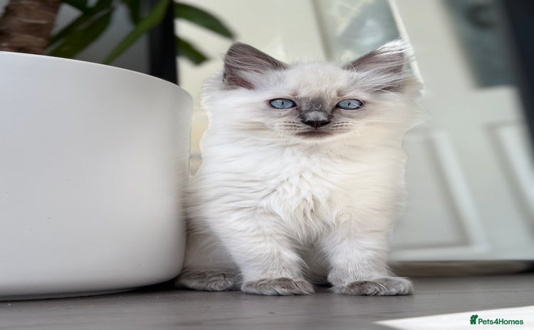 Ragdoll cats - Advert 10