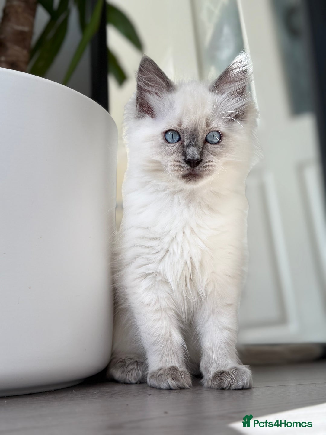 Ragdoll cats for sale: Beautiful Ragdol babies ready to leave  - Image 1