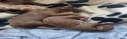 Cavapoo dogs for sale: Beautiful Red F1b Cavapoo pups-Ready September 🐾 in Havant - Advert 18