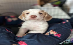 Cocker Spaniel dogs for sale: Litter of 6 - Image 9