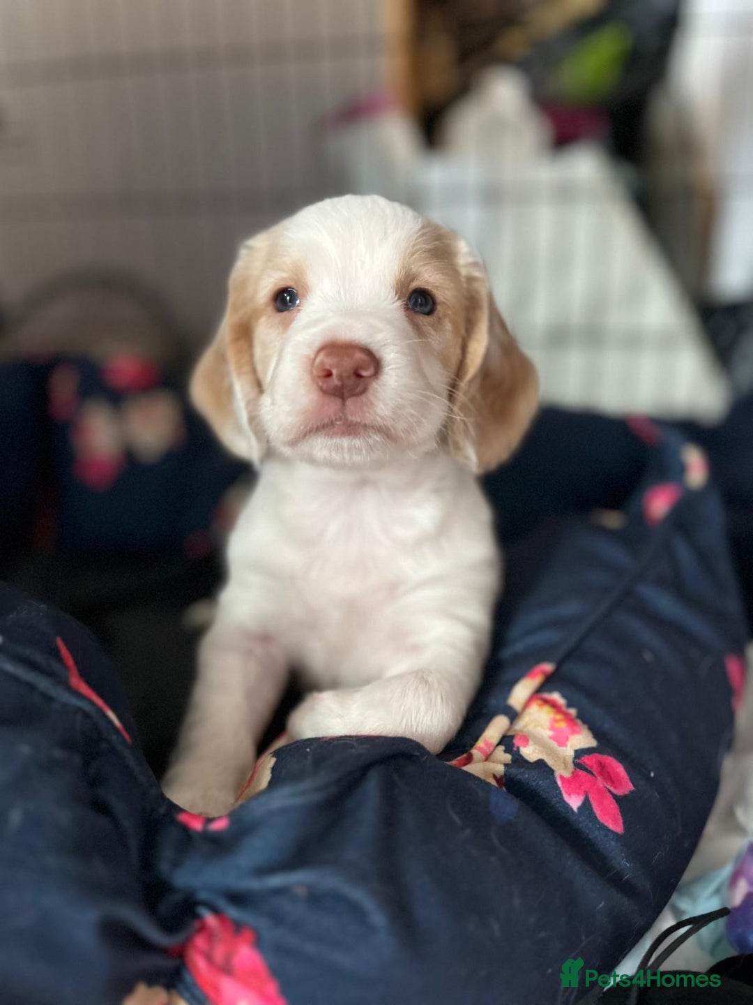 Cocker Spaniel dogs for sale: Litter of 6 - Image 9