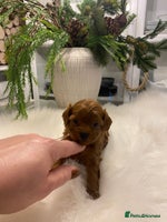 Maltipoo dogs 🌟 Luxury Rare Brown Asian Teddy Maltipoo - Advert 1