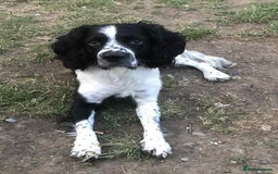 English Springer Spaniel dogs for sale: Beautiful Sam ❤️ - Image 2