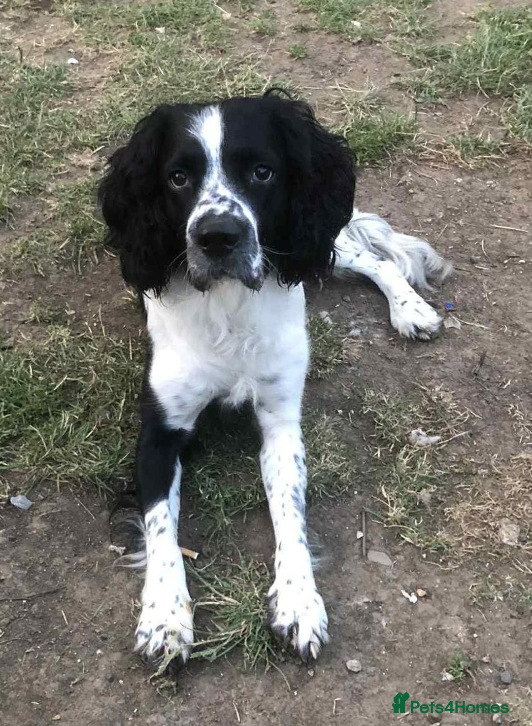 English Springer Spaniel dogs for sale: Beautiful Sam ❤️ - Image 2