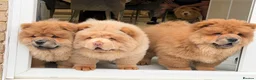 Chow Chow dogs for sale: Beautiful chow chow puppies  - Advert 2