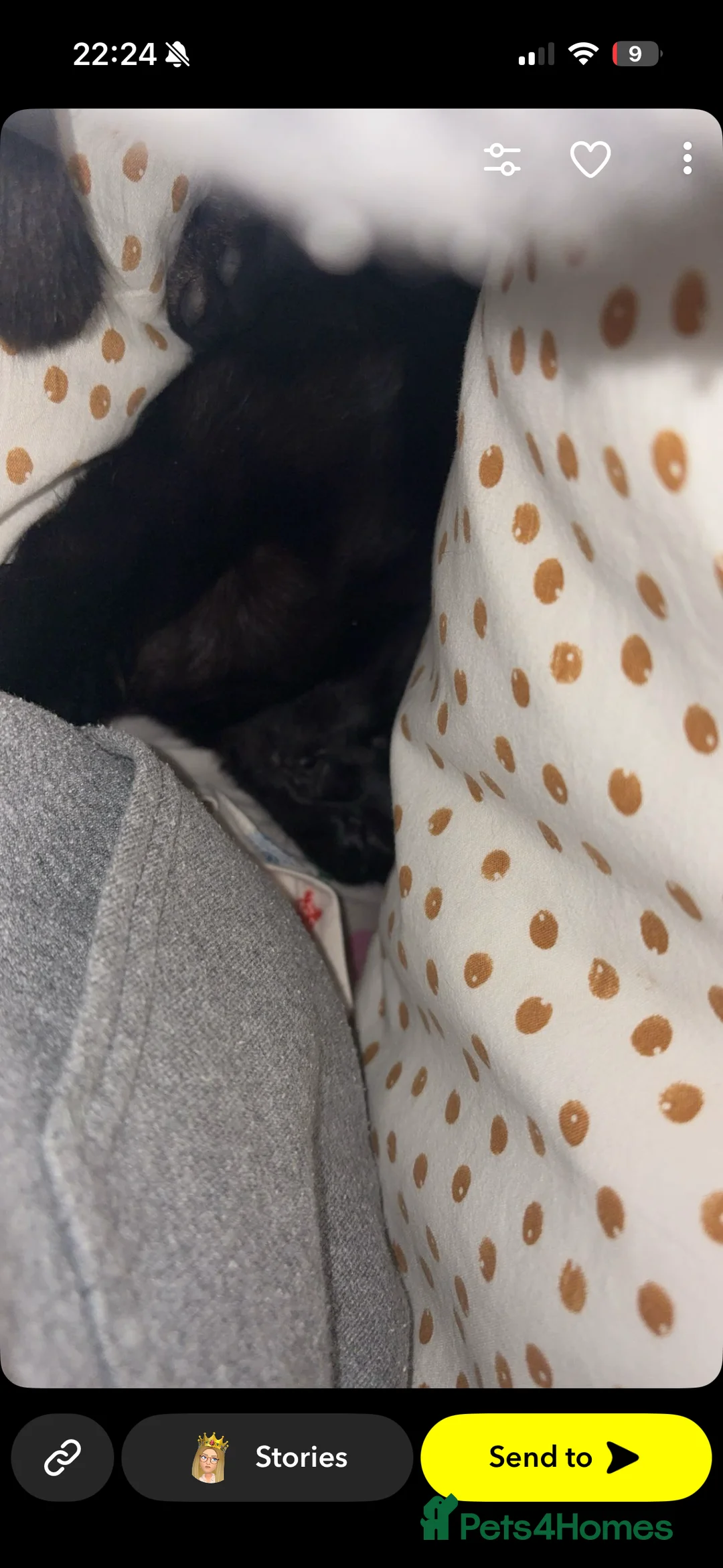 Mixed Breed cats for sale: Male cat - Advert 1