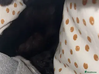 Mixed Breed cats Male cat - Advert 2