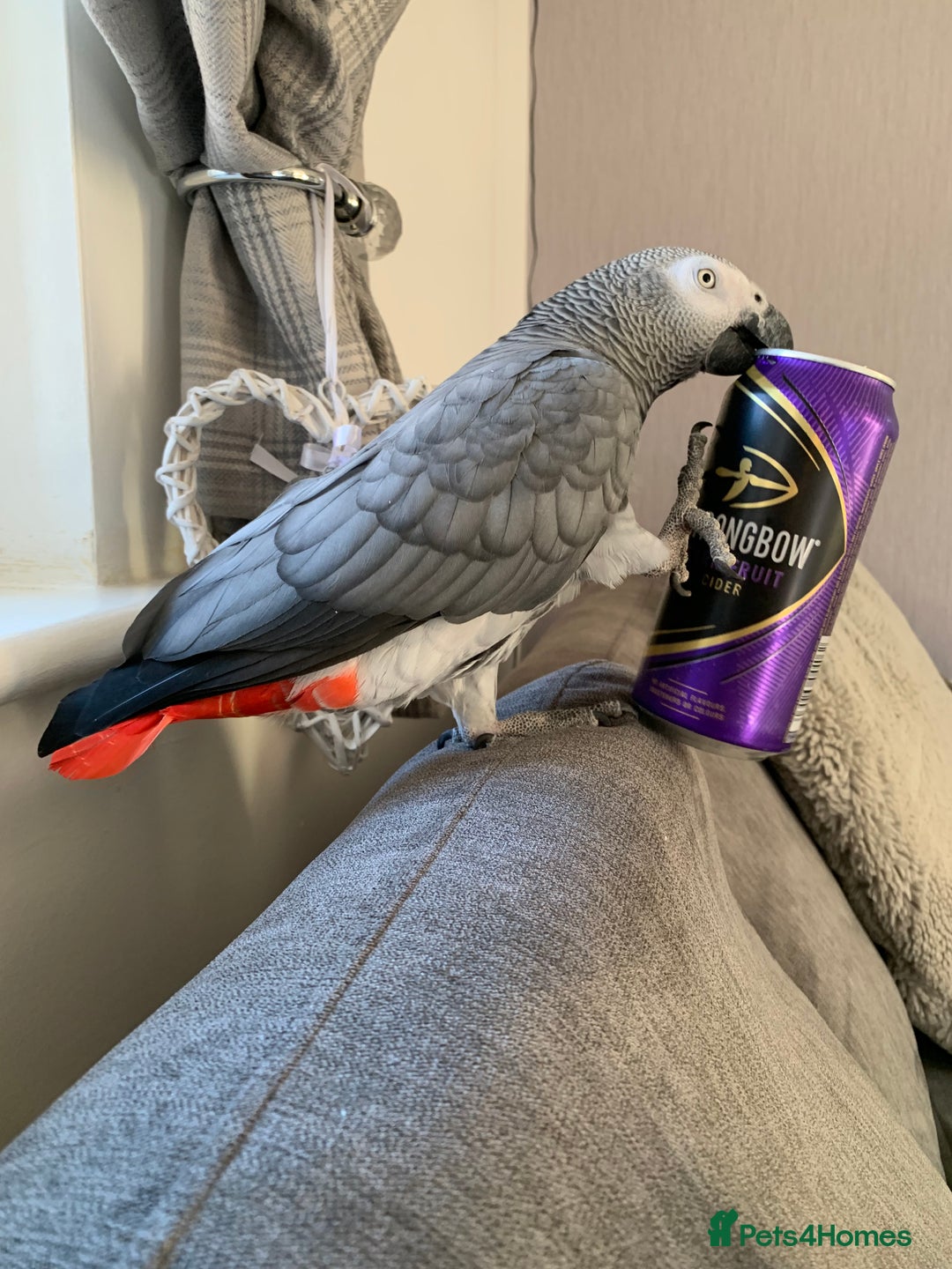 Parrots birds for sale: Our 2 loving African greys  - Advert 22