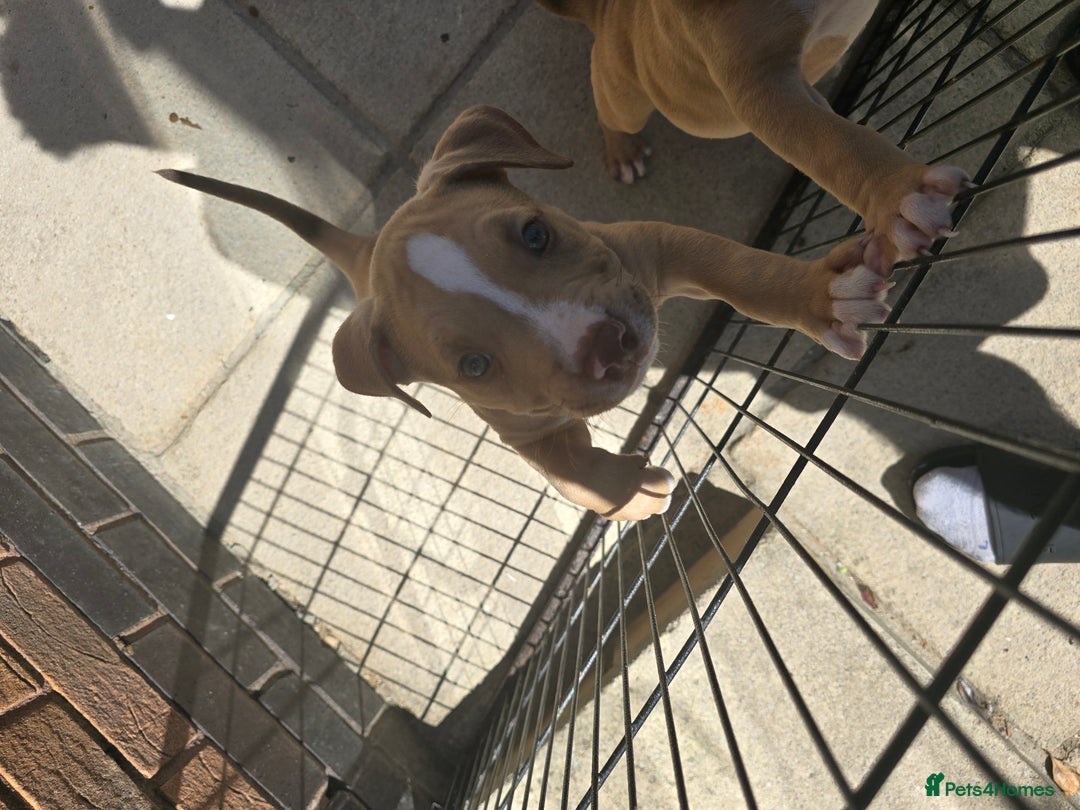 American Bully dogs for sale: Super chunky pocket bullies Ready to leave! - Image 11