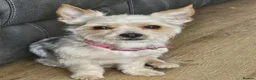 Shorkie dogs for sale: 1 year old Shorkie  - Advert 1