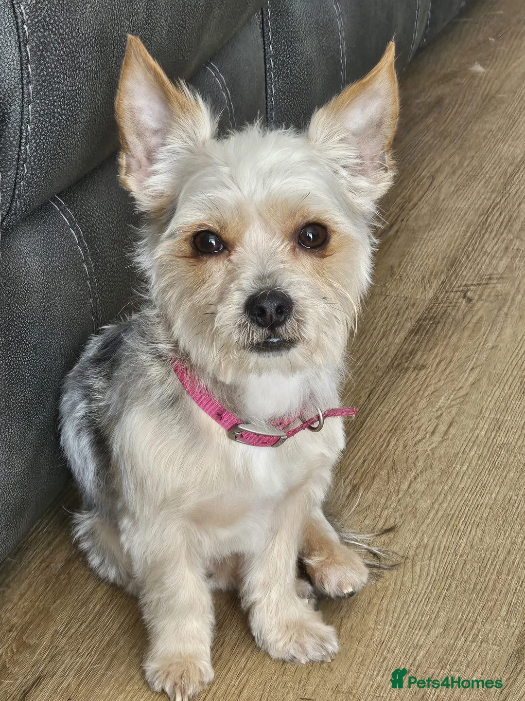 Shorkie dogs for sale: 1 year old Shorkie  - Advert 1