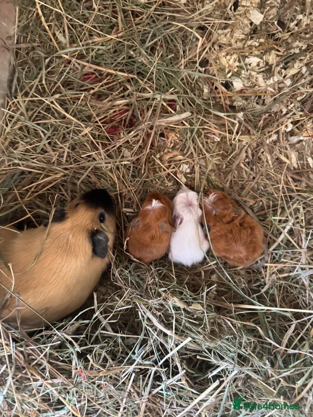 Guinea Pig rodents for sale: Gorgeous guineas available May - Advert 6