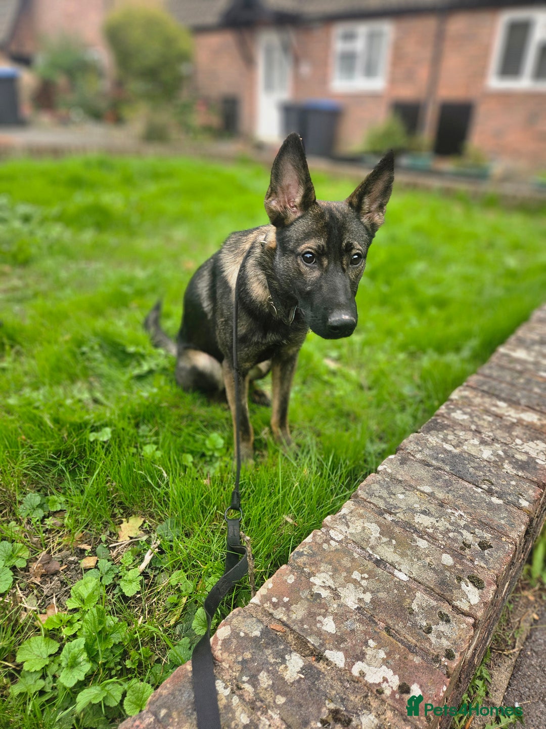 German Shepherd dogs for sale: Katie Potter - Image 6