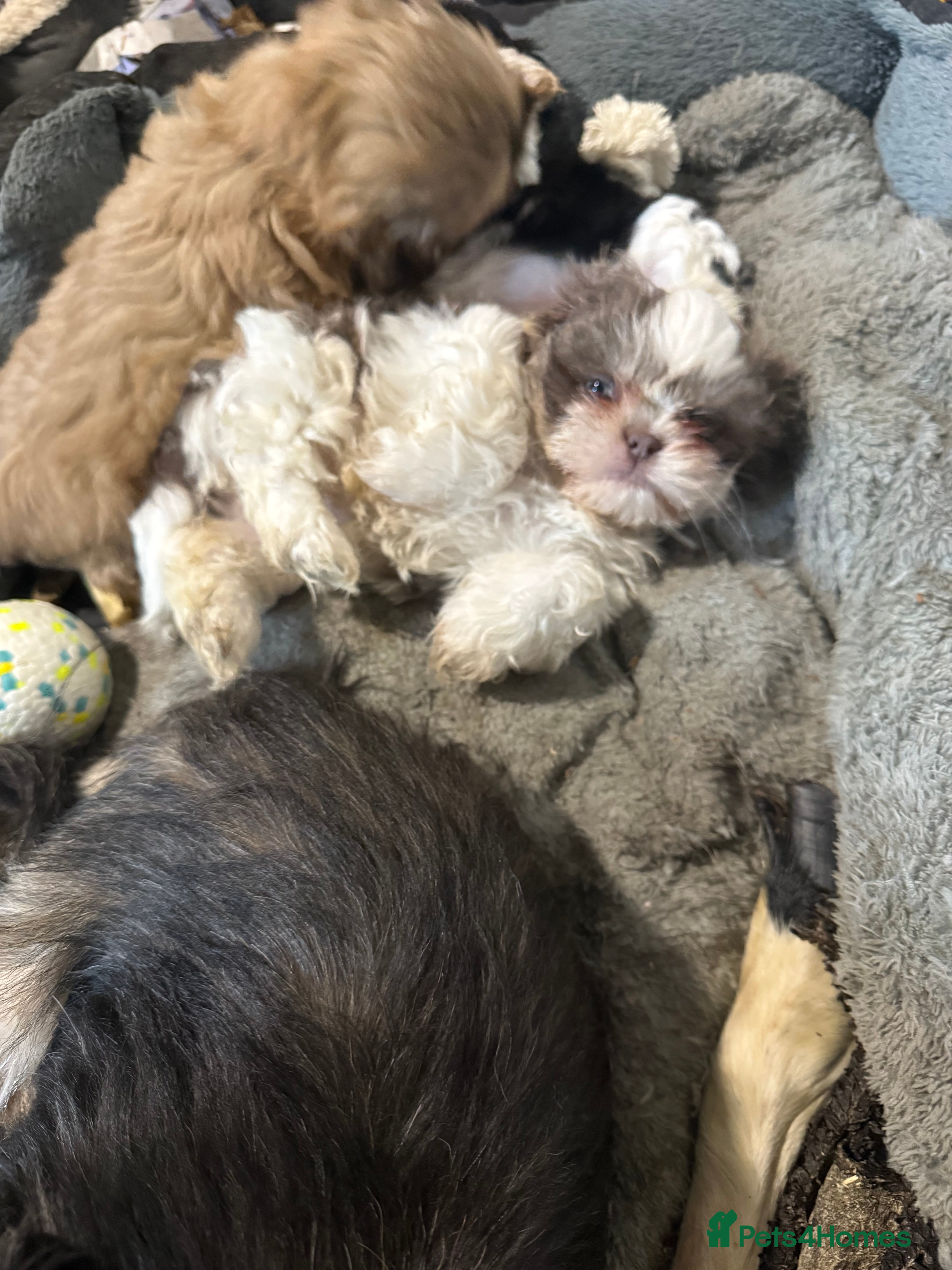 Shih Tzu dogs READY NOW …Special prices on pups POA  - Advert 5
