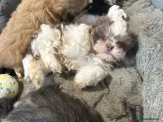 Shih Tzu dogs READY NOW …Special prices on pups POA - Advert 7