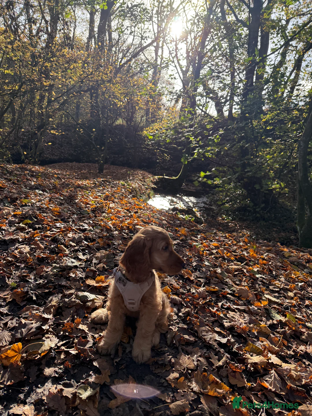 Cocker Spaniel dogs for sale: Cocker spaniel puppy for sale  - Advert 7