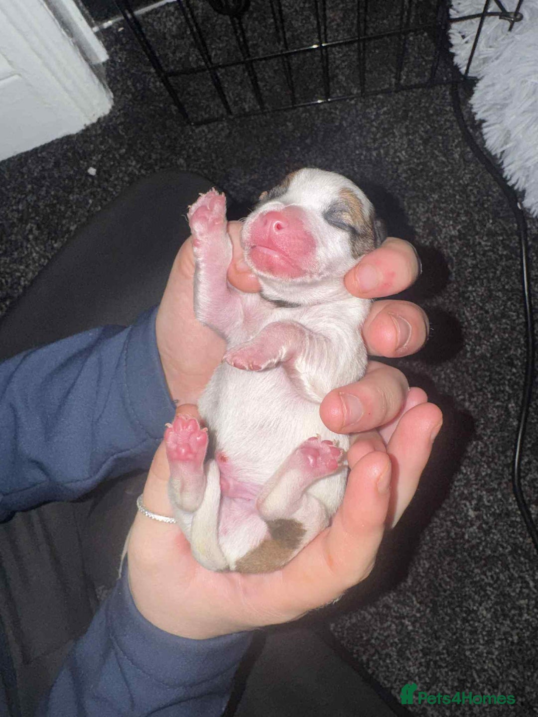 Jack Russell dogs for sale: Jack russle boy pup (cow looking) born 27th oct - Image 6