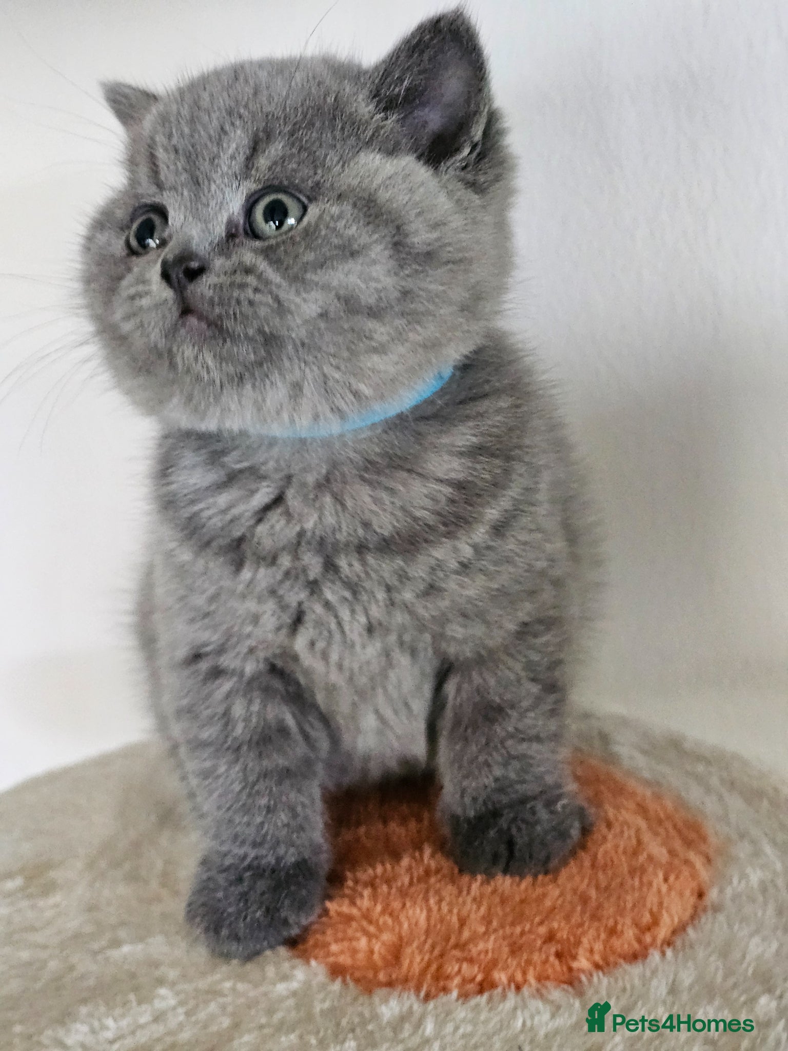 British Shorthair cats British Shorthair Blue & Lilac  - Advert 2