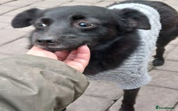 Mixed Breed dogs for adoption: 💖🐶 SUNNY 🐶💖 - Image 10