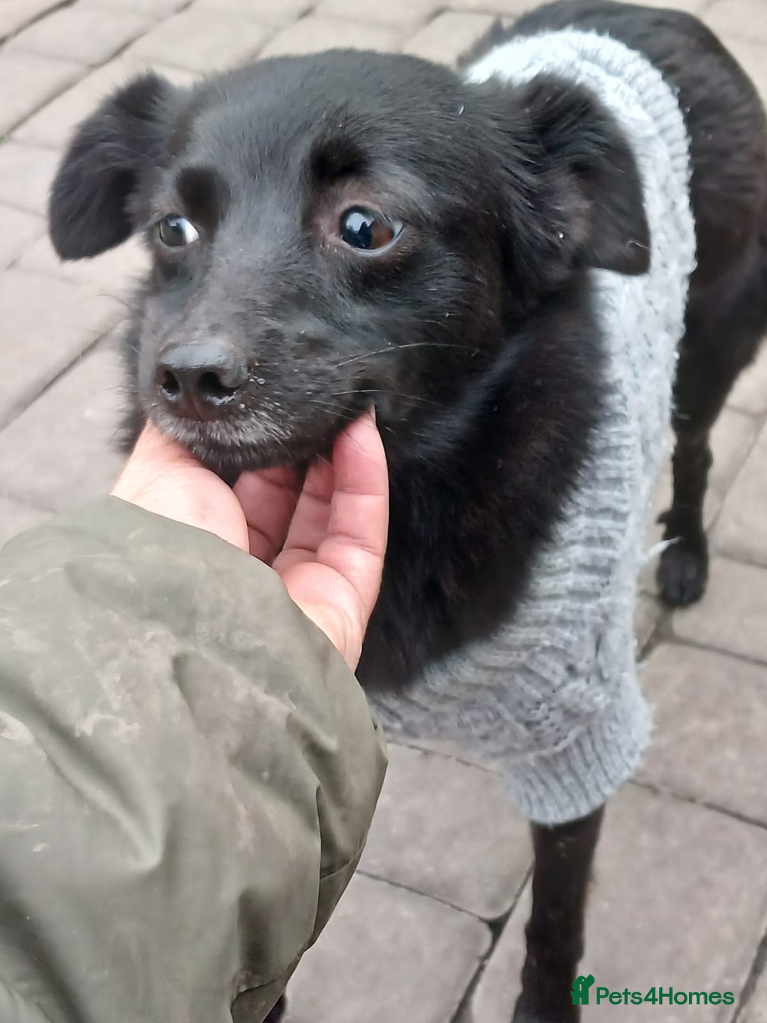 Mixed Breed dogs for adoption: 💖🐶 SUNNY 🐶💖 - Image 10