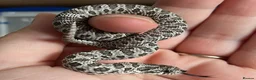 Snake reptiles for sale: Various Western Hognoses - Advert 6