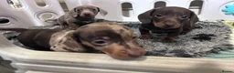 Miniature Dachshund dogs for sale: 🐾 MINI DASCHUND PUPPIES 🐾 - Advert 11