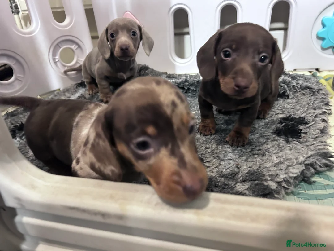 Miniature Dachshund dogs for sale: 🐾 MINI DASCHUND PUPPIES 🐾 - Advert 11