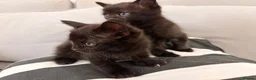 Mixed Breed cats for sale: Mixed-Breed Kittens Looking for Loving Homes in High Wycombe - Advert 6