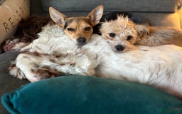 Mixed Breed dogs for sale: 2 Chinese crested chihuahua sisters  - Image 3
