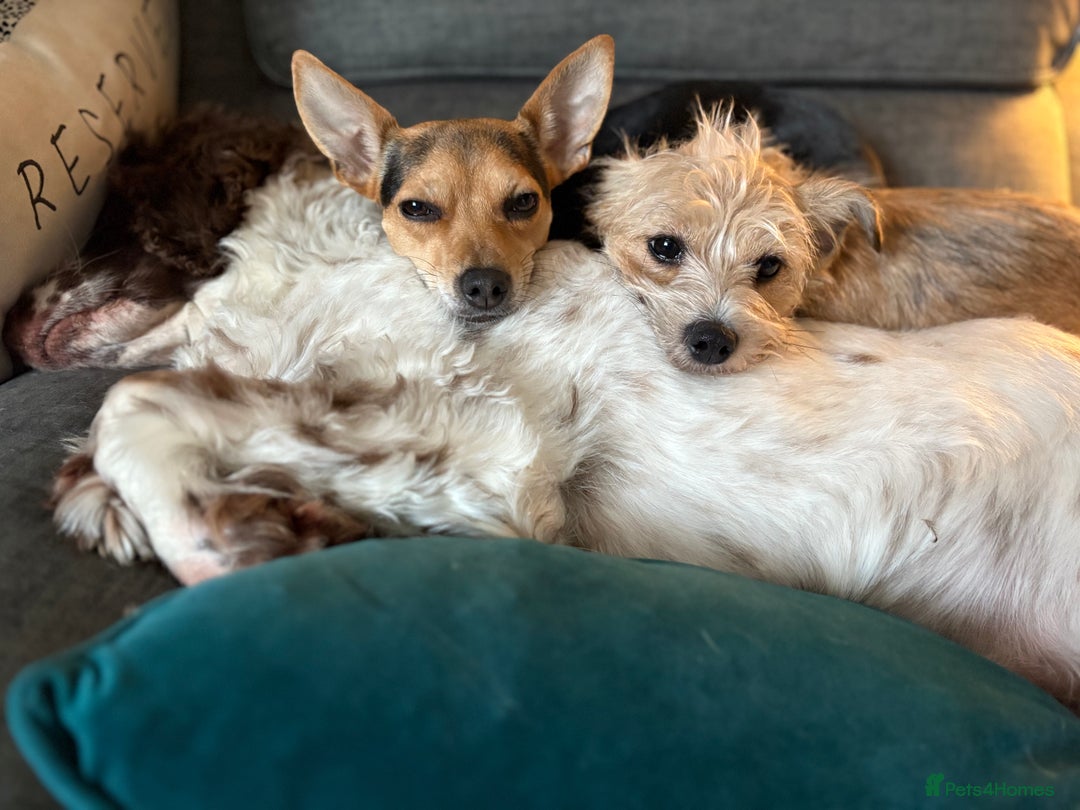Mixed Breed dogs for sale: 2 Chinese crested chihuahua sisters  - Image 3