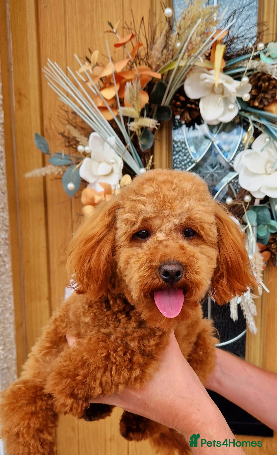 Toy Poodle dogs for stud: Toy poodle ,( stud only not for sale)  in Pontypool - Advert 2