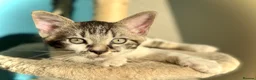 Mixed Breed cats for sale: Tabby Boy kitten Maine Coon/Siamese Mix - Advert 8