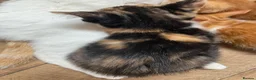 Mixed Breed cats for sale: Mixed litter of fun and friendly kittens. - Advert 5