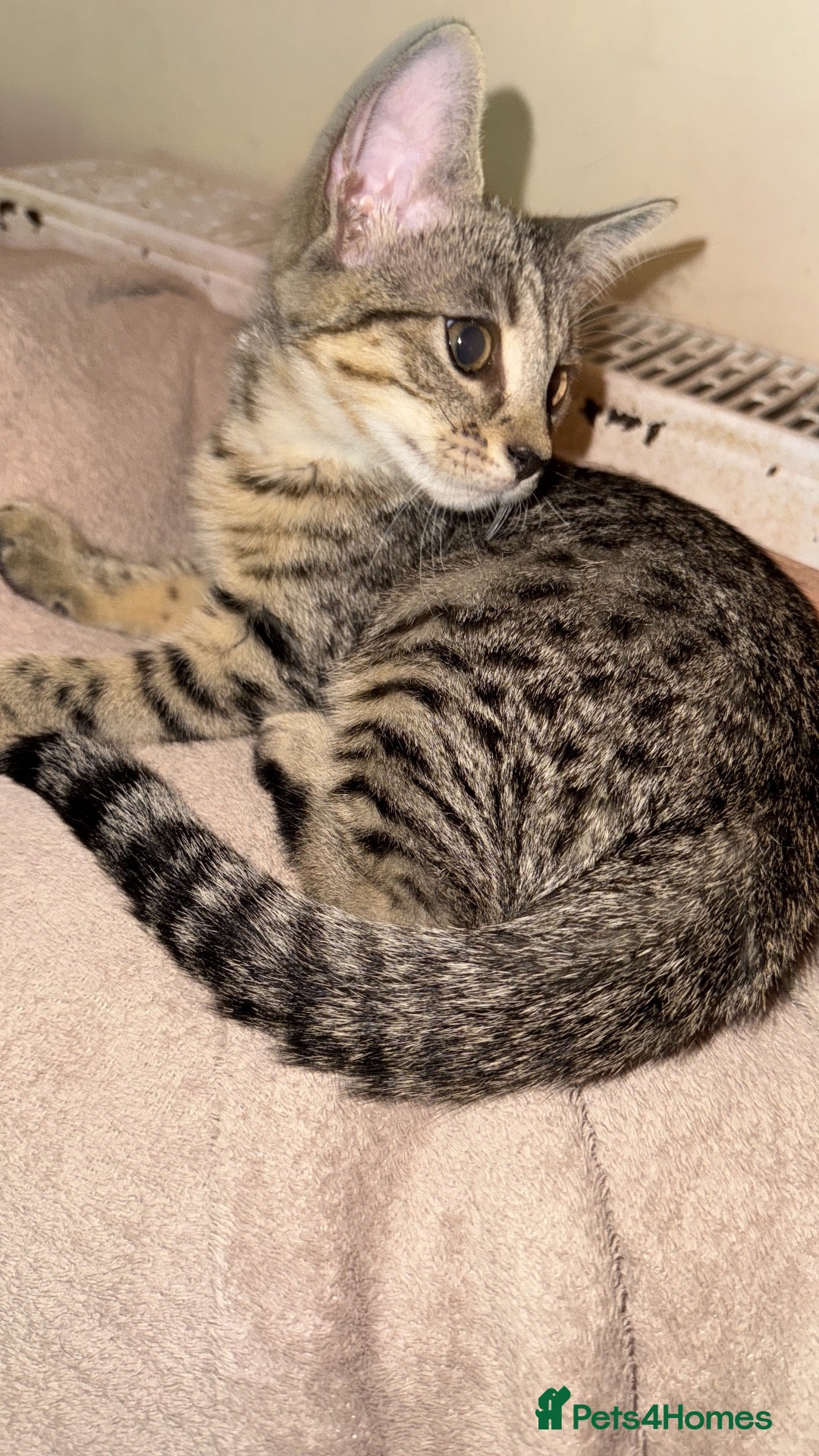 Bengal cats Stunning cross bengals  - Advert 8