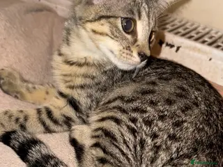 Bengal cats Stunning cross bengals - Advert 1