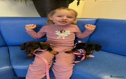 Miniature Dachshund dogs for sale: Miniature Dachshunds – 9 Months Old (Sisters) - Image 5