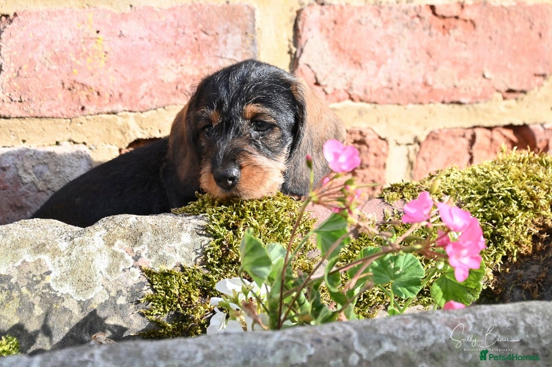 Dachshund dogs for sale: Standard Wire-Haired Dachshund Puppies  - Image 5