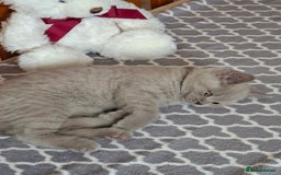 British Shorthair cats for sale: British Blue Short-hair 4 kittens for sale  - Image 35