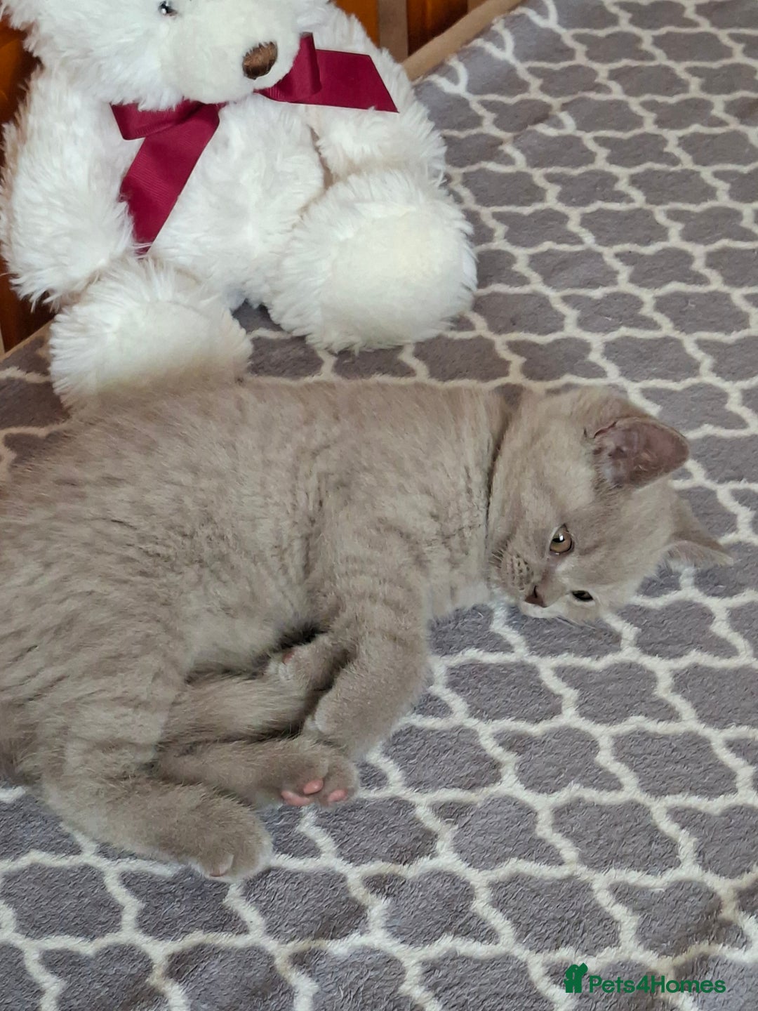 British Shorthair cats for sale: British Blue Short-hair 4 kittens for sale  - Image 35