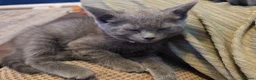 Ragdoll cats for sale: Ragdoll X  in Poulton-le-Fylde - Advert 2