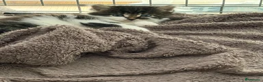 Brazilian Shorthair Kitten 3