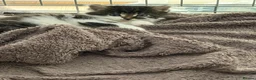 Brazilian Shorthair cats for sale: Beautiful Brazilian Shorthair kittens - Advert 10